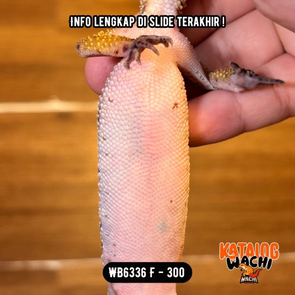 WB6336 F | Ireng Jeruk 🖤🧡 Ovulasi, Siap Kawin 👌🏻