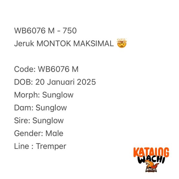WB6076 M | Jeruk MONTOK MAKSIMAL 🤯