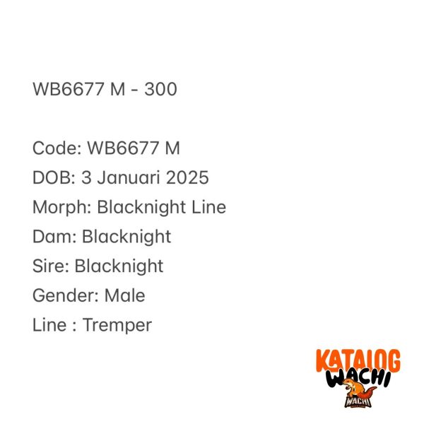 WB6677 M
