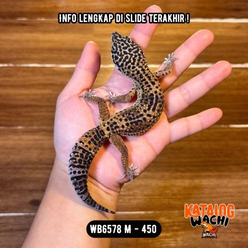 WB6578 M | Gelap Cuy 🖤✨