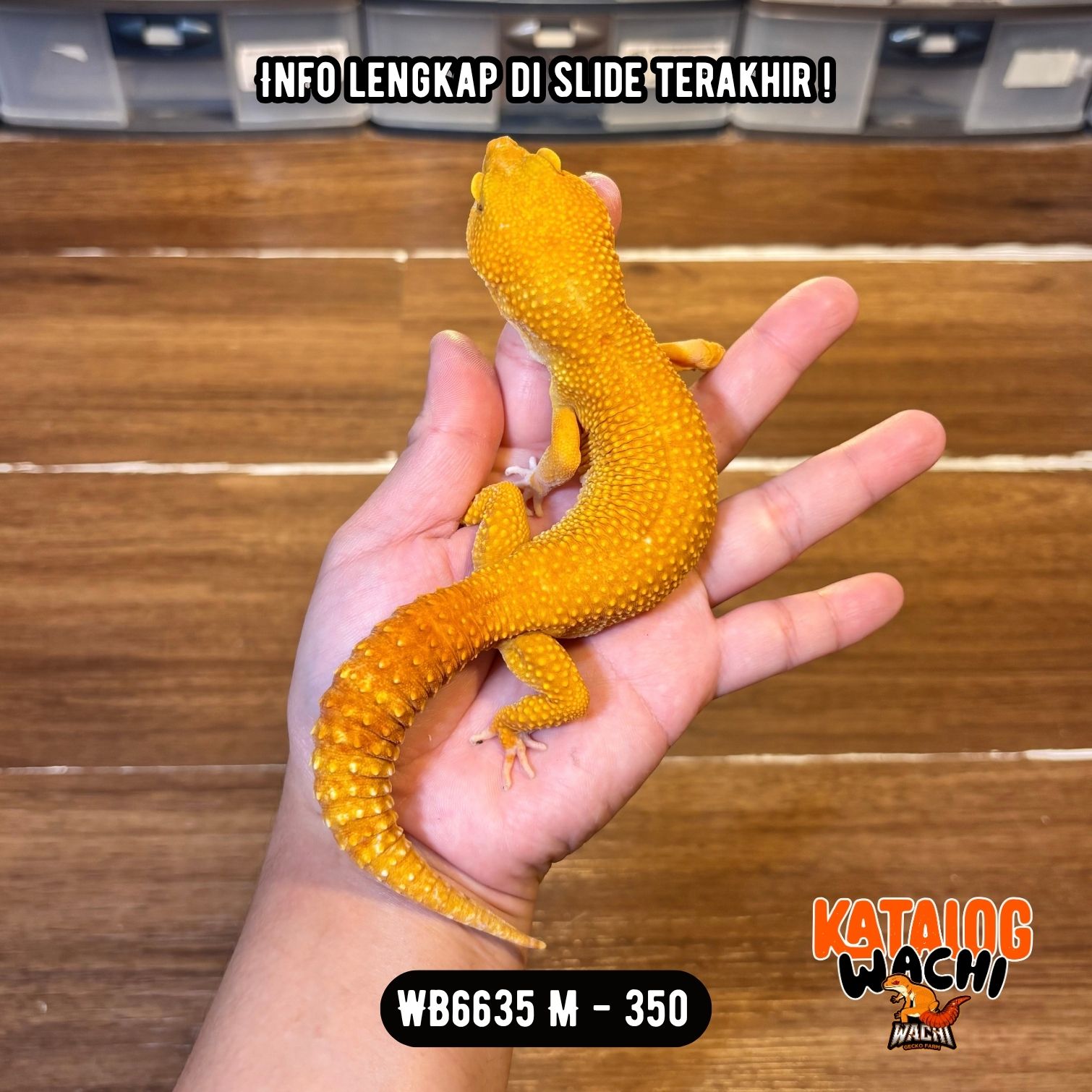 WB6635 M | Jeruk GUEDEE 🍊🤯