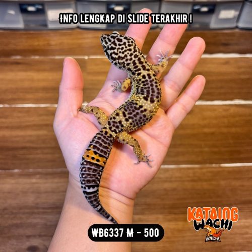 WB6337 M | Ireng MONTOK 🖤✨