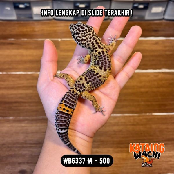 WB6337 M | Ireng MONTOK 🖤✨