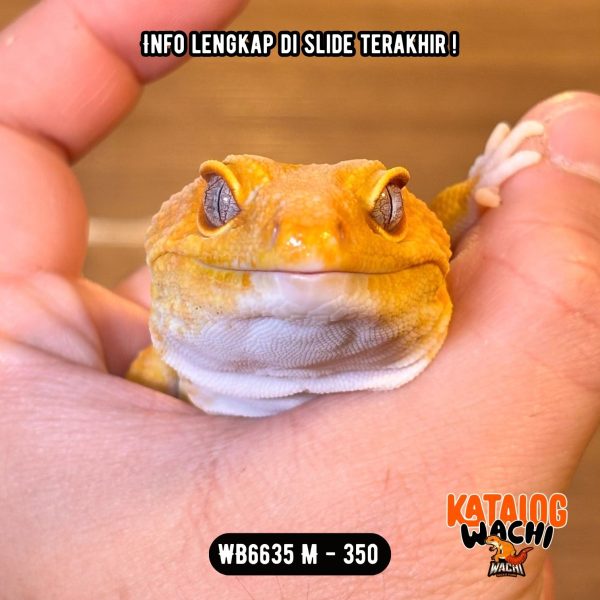 WB6635 M | Jeruk GUEDEE 🍊🤯