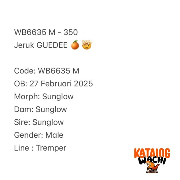 WB6635 M | Jeruk GUEDEE 🍊🤯