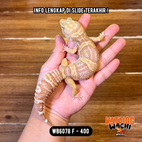 WB6078 F | MONTOK MONTOK LAGI 😤 Ovulasi, Siap Kawin 👌🏻