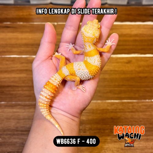 WB6636 F | Jeruk Lavender 🧡🤍 Ovulasi, Siap Kawin 👌🏻
