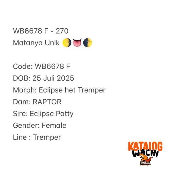 WB6678 F | Matanya Unik 🌖👅🌓