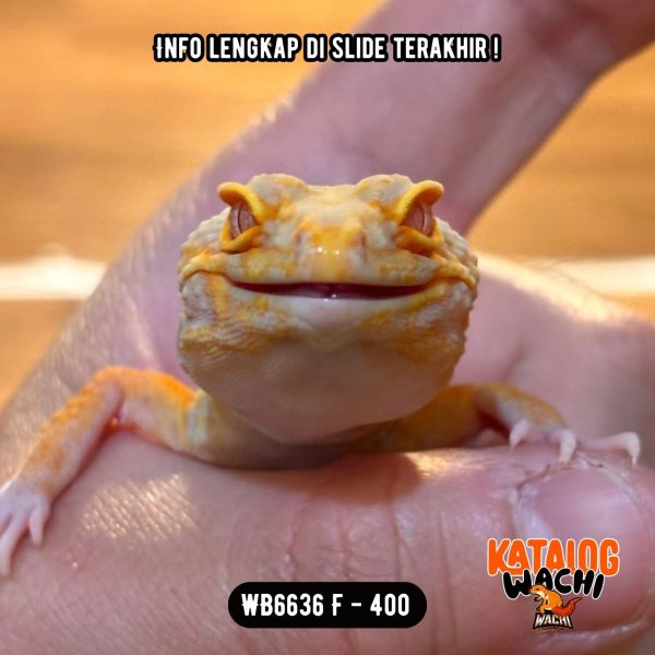WB6636 F | Jeruk Lavender 🧡🤍 Ovulasi, Siap Kawin 👌🏻