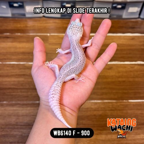 WB6140 F | Senyum2 PUTIH BANGET 🕊️ Mata Full Hitam ⚫️👅⚫️
