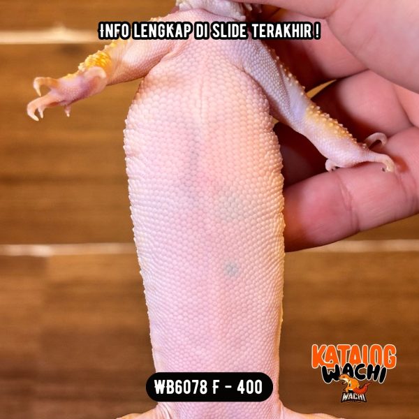 WB6078 F | MONTOK MONTOK LAGI 😤 Ovulasi, Siap Kawin 👌🏻