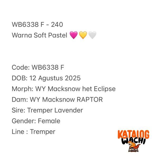 WB6338 F | Warna Soft Pastel 🩷💛🤍 Ovulasi, Siap Kawin 👌🏻
