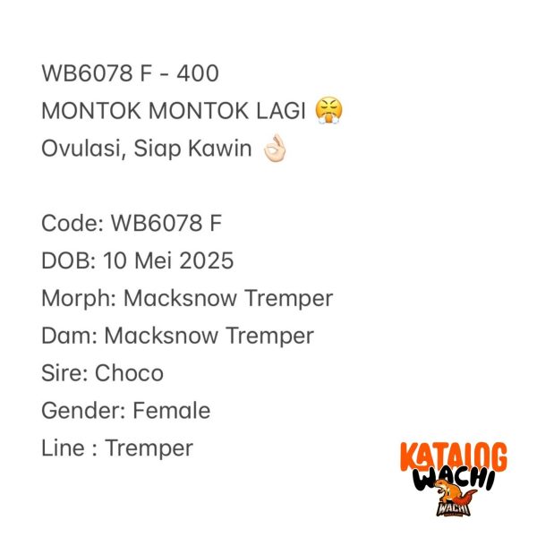 WB6078 F | MONTOK MONTOK LAGI 😤 Ovulasi, Siap Kawin 👌🏻