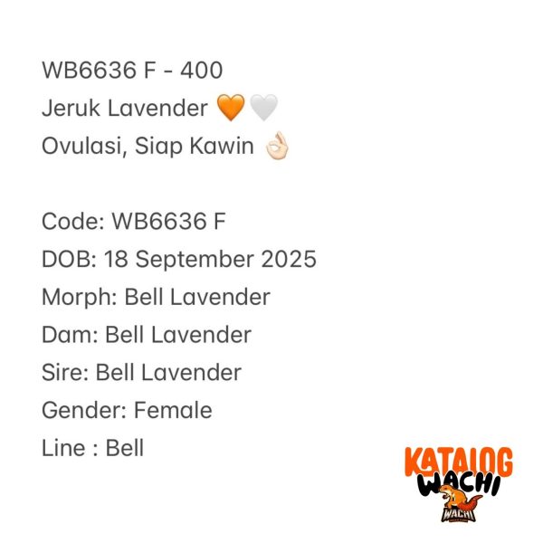 WB6636 F | Jeruk Lavender 🧡🤍 Ovulasi, Siap Kawin 👌🏻