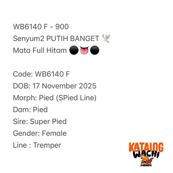 WB6140 F | Senyum2 PUTIH BANGET 🕊️ Mata Full Hitam ⚫️👅⚫️