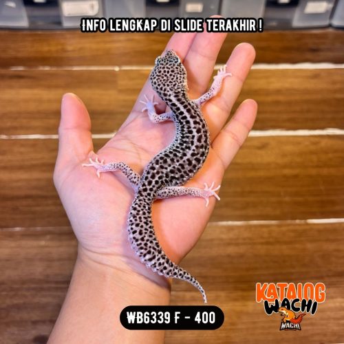 WB6339 F | Senyum2 🥹 Mata Full Hitam ⚫️👅⚫️