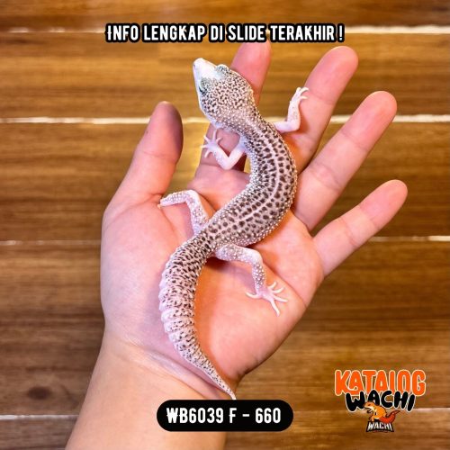 121 WB6039 F | Si Paling Senyum 🥹 Mata Full Hitam ⚫️👅⚫️