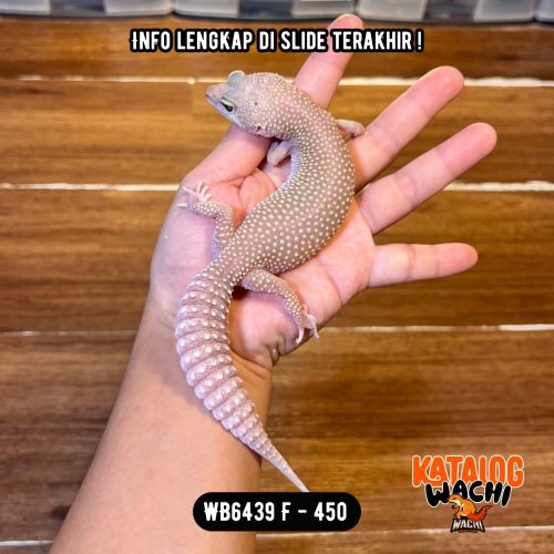 WB6439 F | Full Putih Obes 😭🤍✨