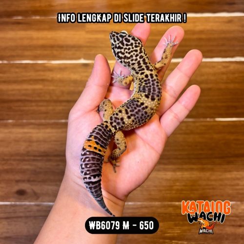 WB6079 M | Ireng MONTOK 🖤✨