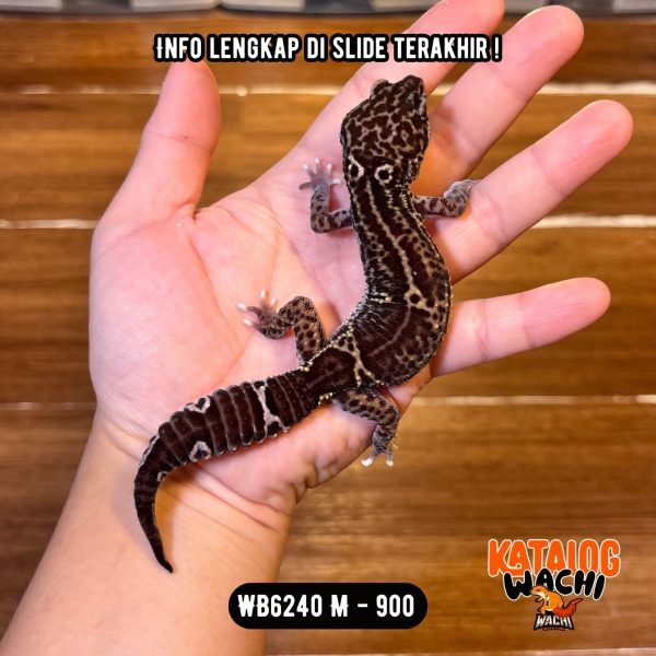 WB6240 M | Ireng CAKEP 🖤✨