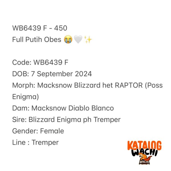 WB6439 F | Full Putih Obes 😭🤍✨