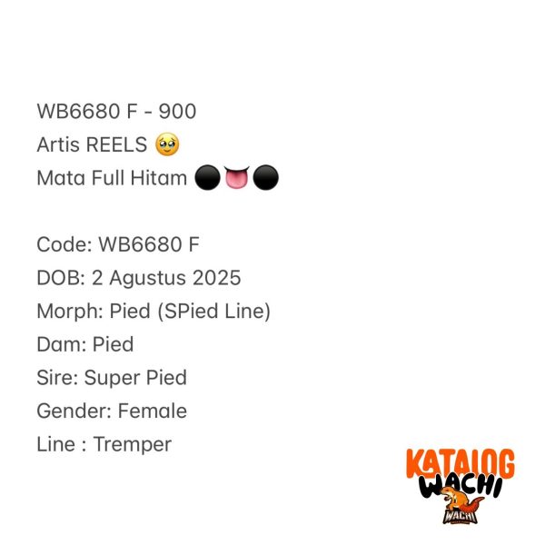 WB6680 F | Artis REELS 🥹 Mata Full Hitam ⚫️👅⚫️