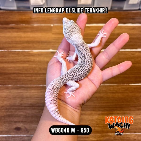WB6040 M | Senyum2 JANTAN 🤩 Mata Full Hitam ⚫️👅⚫️