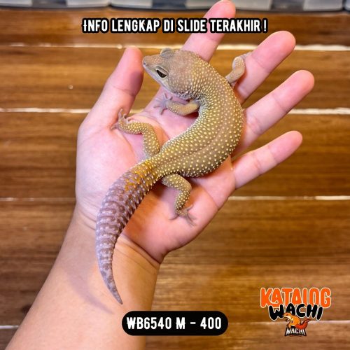 WB6540 M | RARE & GENDUT 🤯