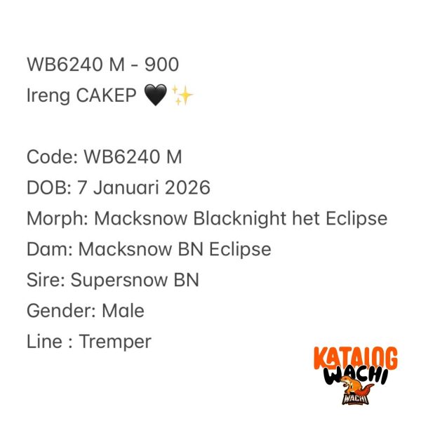 WB6240 M | Ireng CAKEP 🖤✨