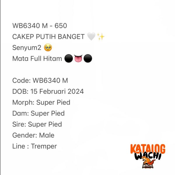 WB6340 M | CAKEP PUTIH BANGET 🤍✨ Senyum2 🥹 Mata Full Hitam ⚫️👅⚫️