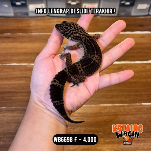WB6698 F | GELAP BANGET 🖤✨