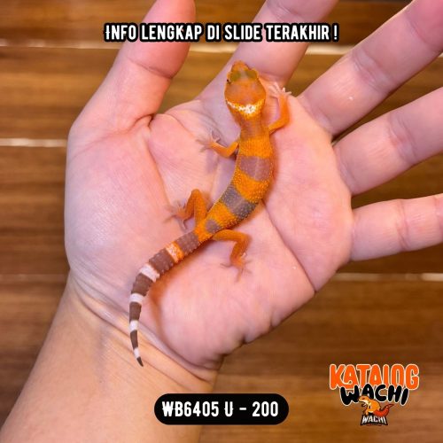 WB6405 U | Pedas Sejak Dini 🥵