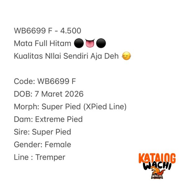 WB6699 F | Mata Full Hitam ⚫️👅⚫️ Kualitas NIlai Sendiri Aja Deh 🙂‍↔️