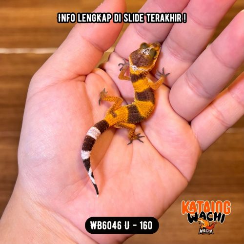 WB6046 U | Baby Jeruk Gelap ❤️🖤