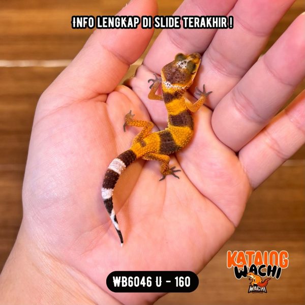 WB6046 U | Baby Jeruk Gelap ❤️🖤