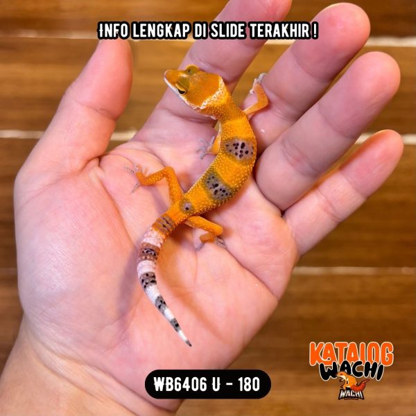 WB6406 U | Baby Jeruk Cakep 🍊🔥