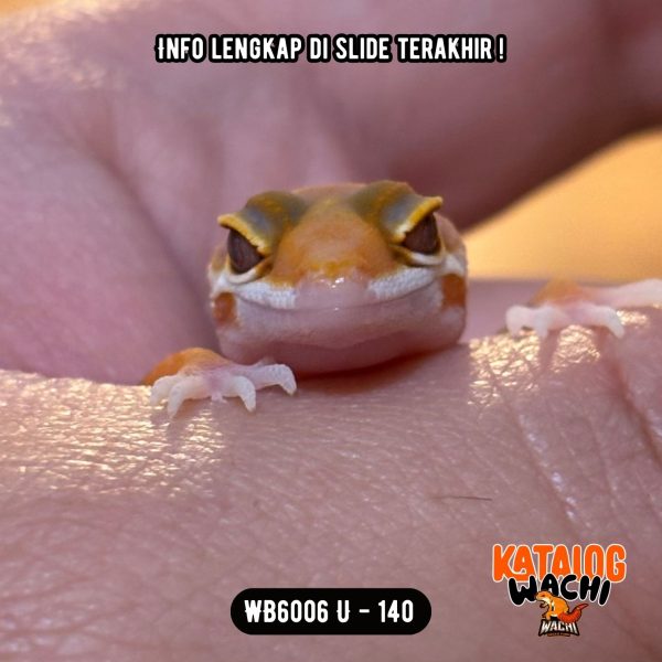 WB6006 U | Baby Jeruk 🍊