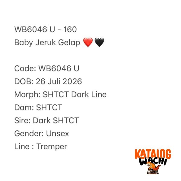 WB6046 U | Baby Jeruk Gelap ❤️🖤