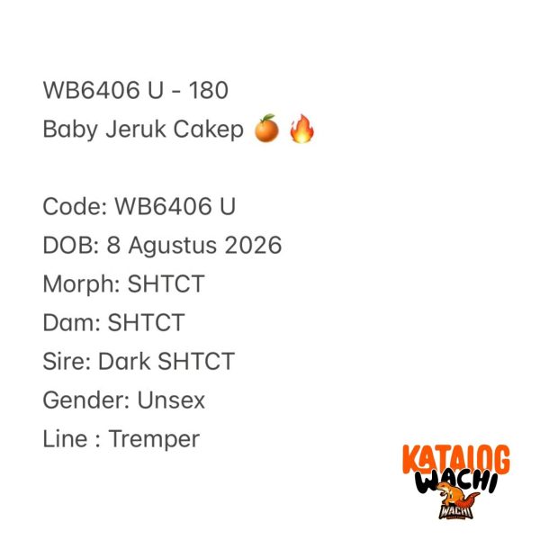 WB6406 U | Baby Jeruk Cakep 🍊🔥
