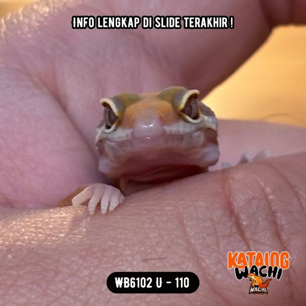 WB6102 U