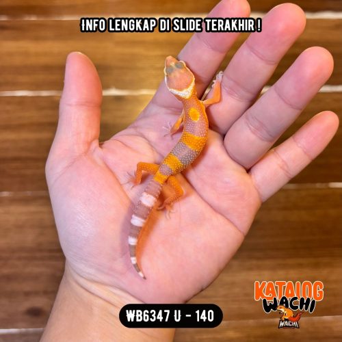 WB6347 U | Baby Jeruk 🍊