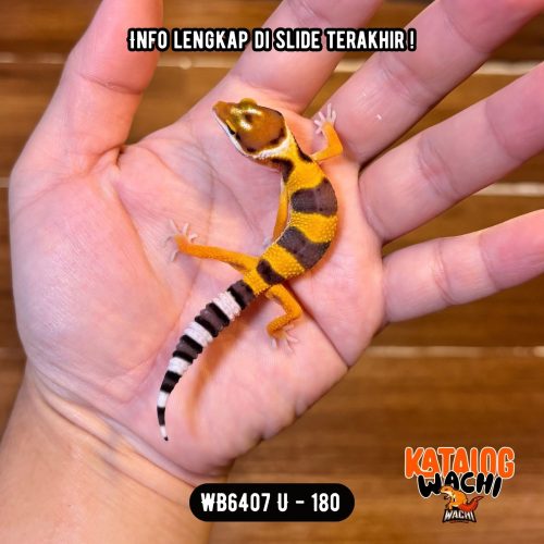 WB6407 U | Jeruk Lebah 🍊🐝