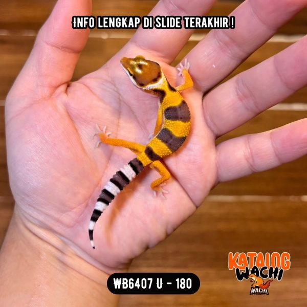 WB6407 U | Jeruk Lebah 🍊🐝