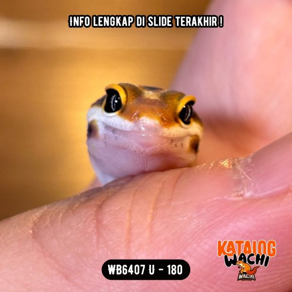 WB6407 U | Jeruk Lebah 🍊🐝