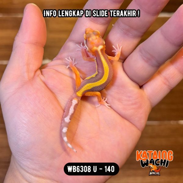 WB6308 U | Baby Jalan Tol Albino 🔥