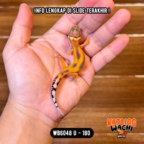 WB6048 U | Cakep Sejak Dini 🍊✨