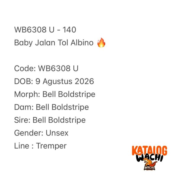 WB6308 U | Baby Jalan Tol Albino 🔥