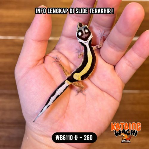 WB6110 U | Baby Jalan Tol 🖤💛 Head Pattern Ciamik 👹