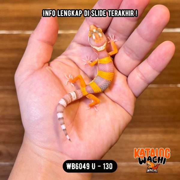 WB6049 U