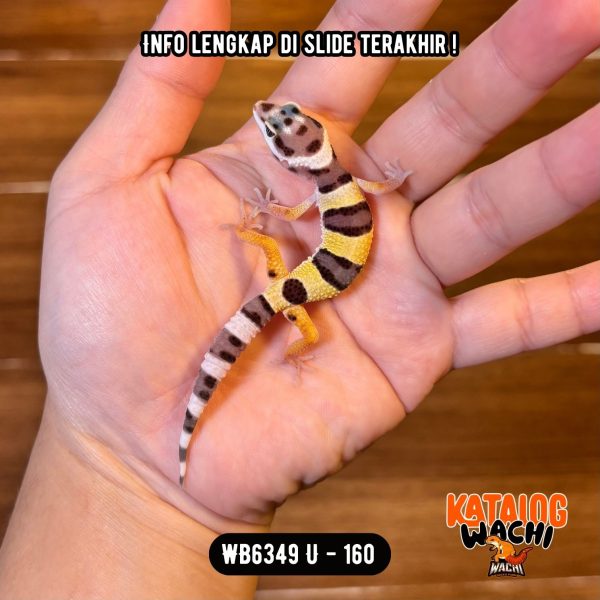 WB6349 U | Cosplay Lebah 🐝